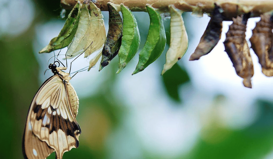 Expectativas versus realidade no processo de mudança empresarial