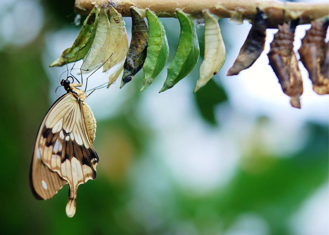 Borboleta nascendo representando a Mudança Empresarial